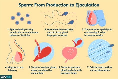 How Men Can Have an Ejaculation.